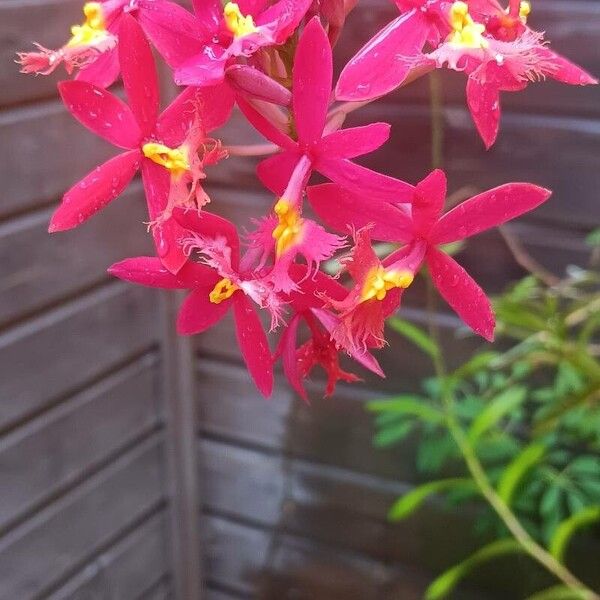 Epidendrum ibaguense Flower