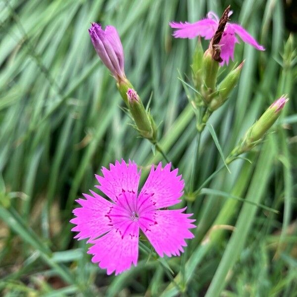 Dianthus seguieri Blomst