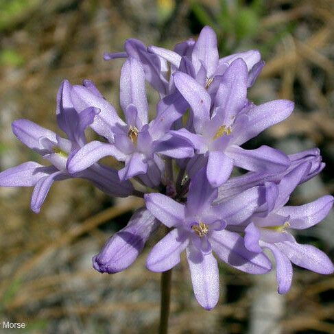 Dichelostemma multiflorum പുഷ്പം