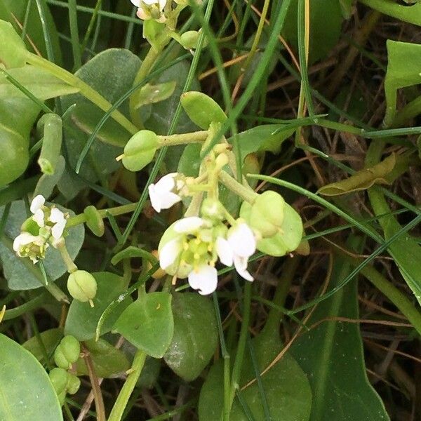 Cochlearia anglica Цветок