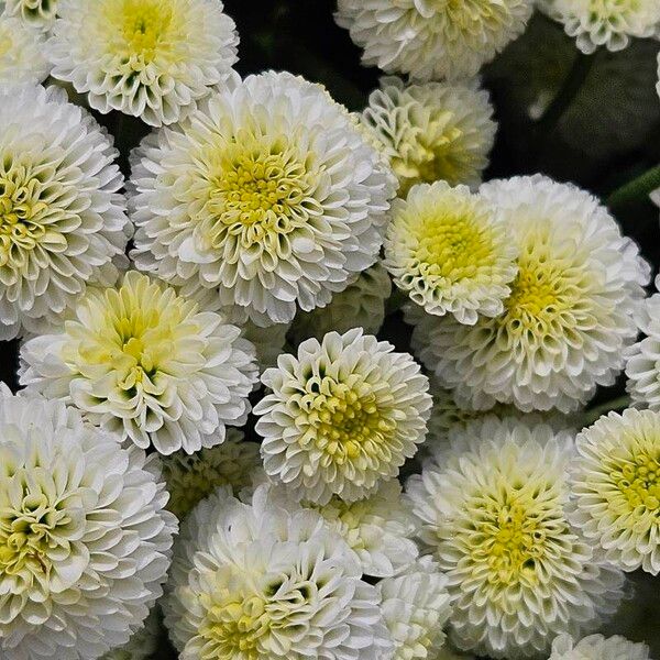 Chrysanthemum indicum Blomma