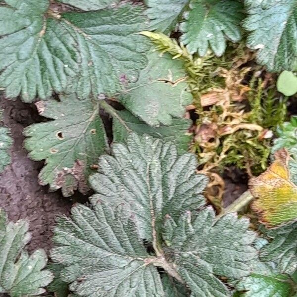 Potentilla indica 葉