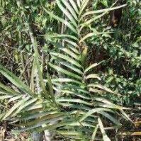 Ceratozamia mexicana Hostoa