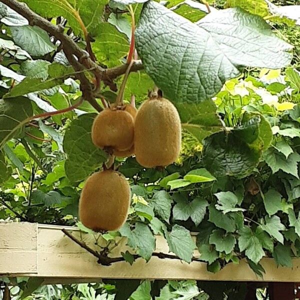 Actinidia chinensis 果實