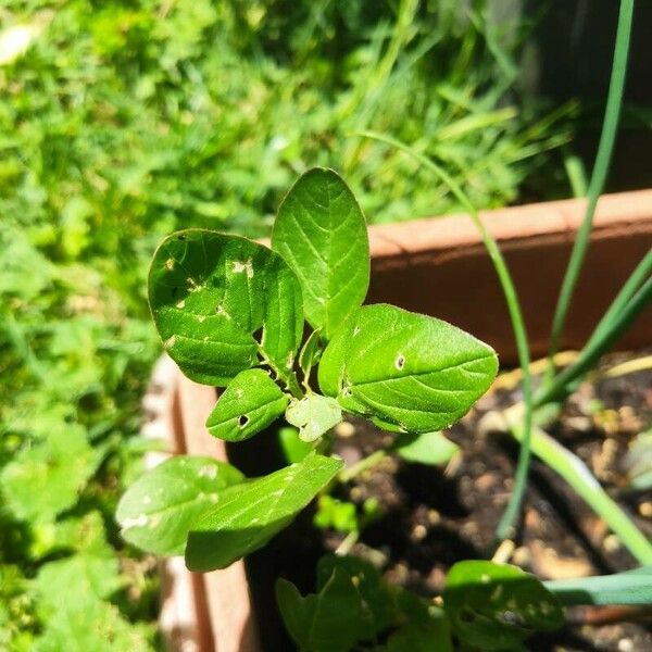 Amaranthus blitum 葉