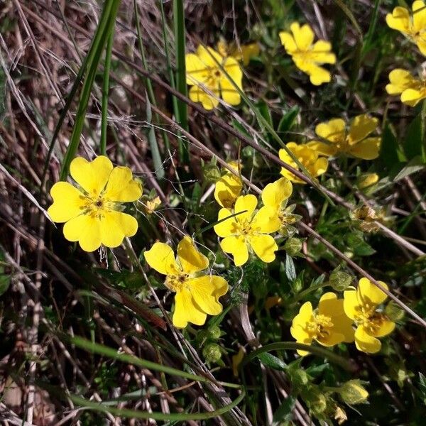 Potentilla aurea പുഷ്പം