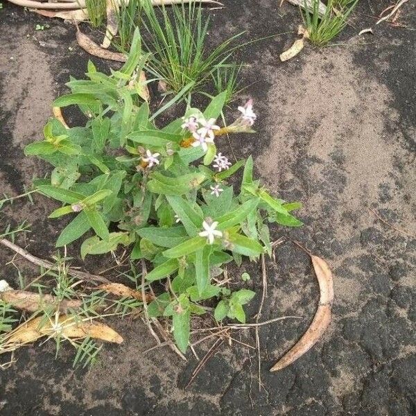 Oxypetalum solanoides Hábito