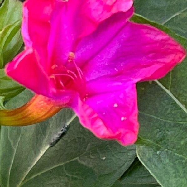 Mirabilis jalapa Flors