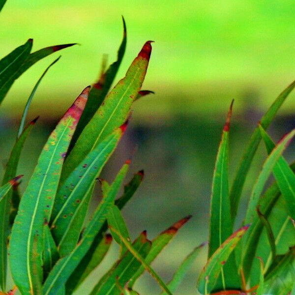 Angophora costata Leaf