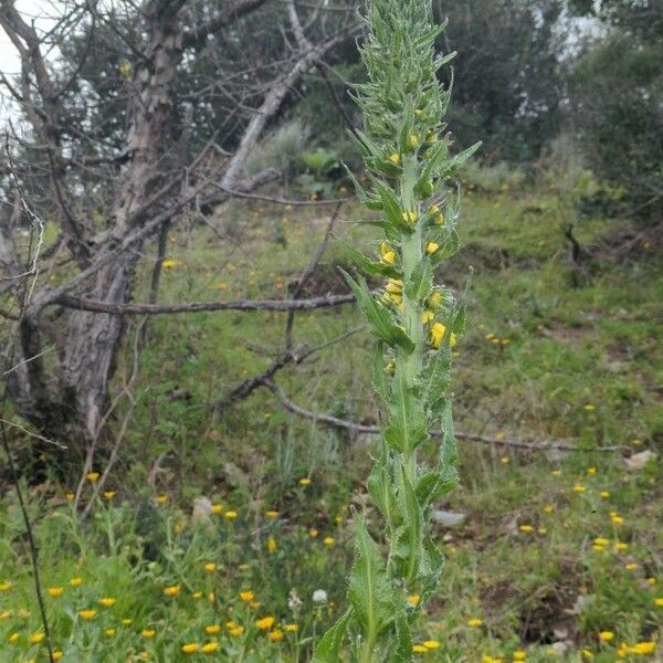 Verbascum virgatum Flower