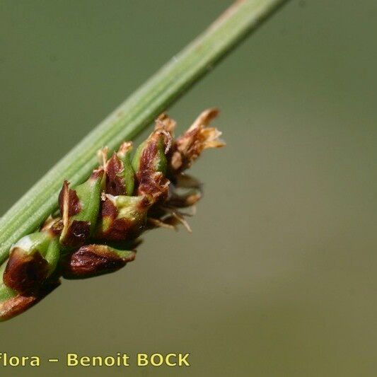 Carex vaginata Frucht