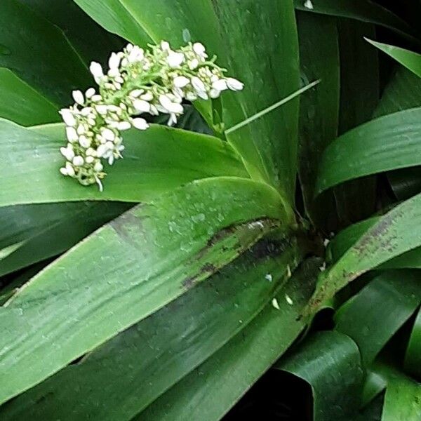 Xiphidium caeruleum Flower