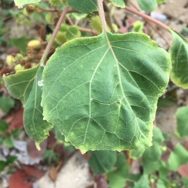 Xanthium strumarium Feuille