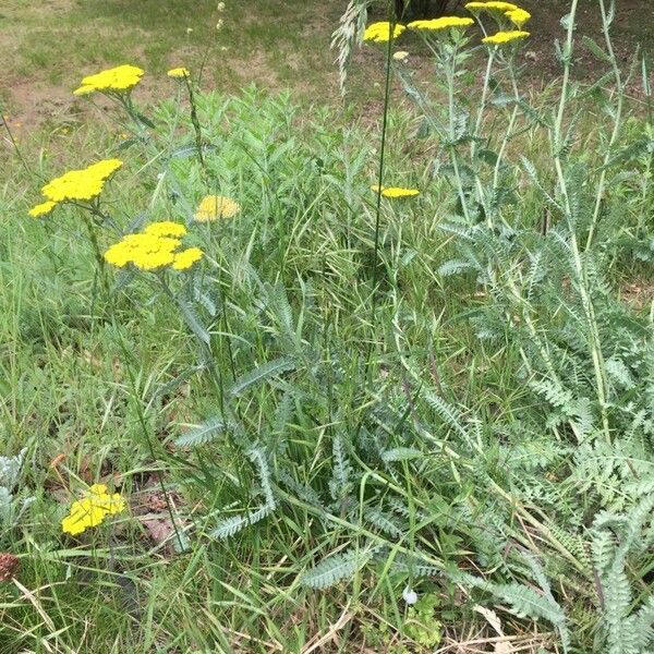 Achillea filipendulina অভ্যাস