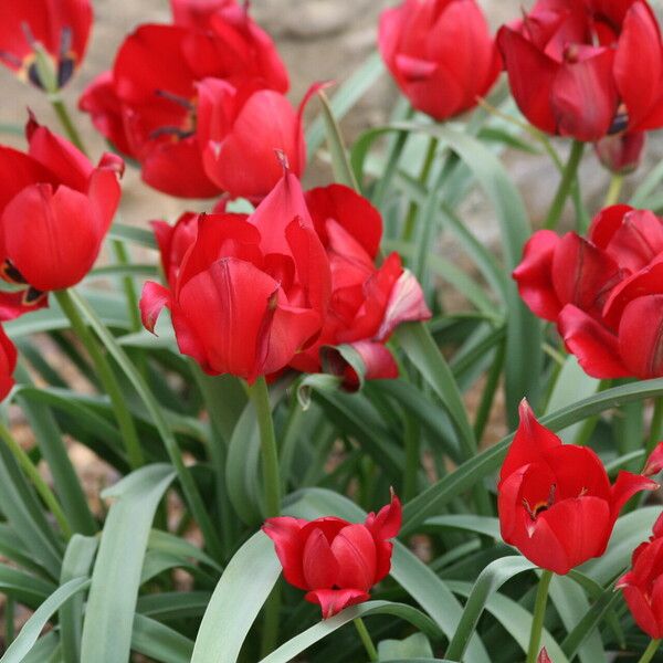 Tulipa hoogiana Flower