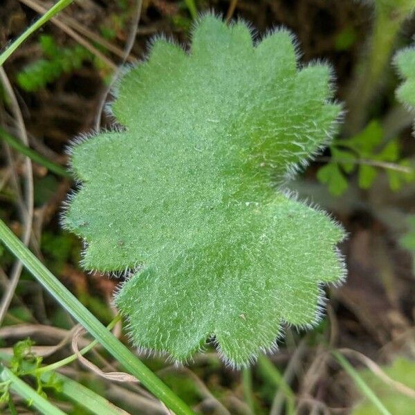 Saxifraga granulata Лист