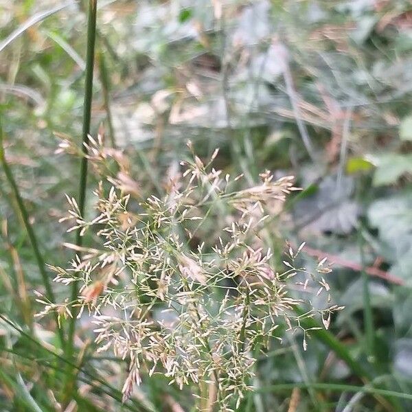 Agrostis capillaris Flower