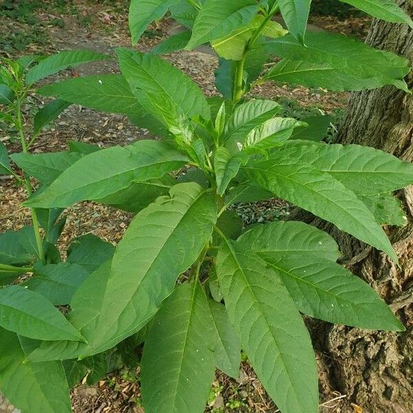 Phytolacca americana Blatt