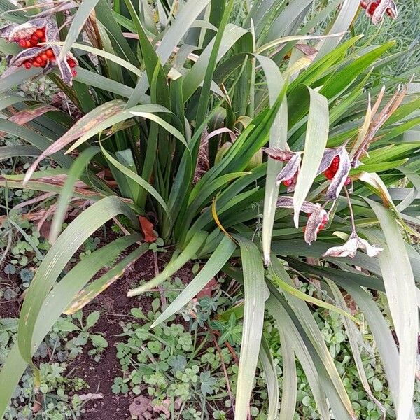 Iris foetidissima অভ্যাস