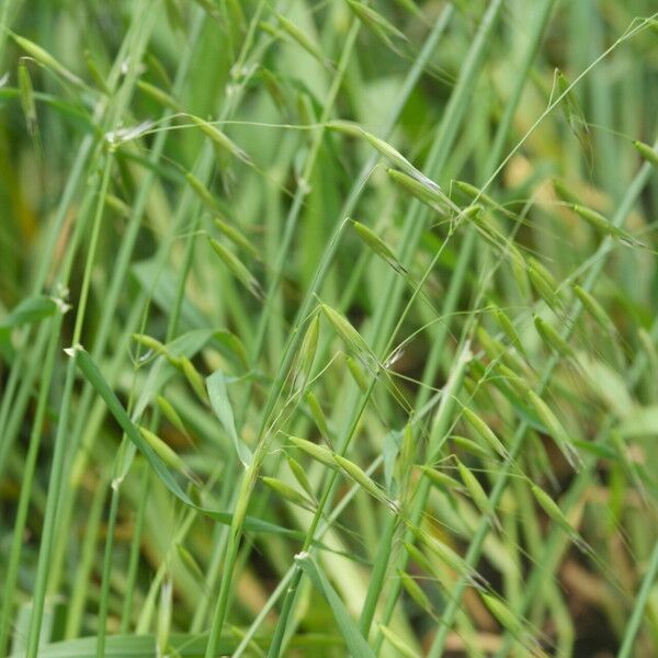 Avena sterilis Blomst