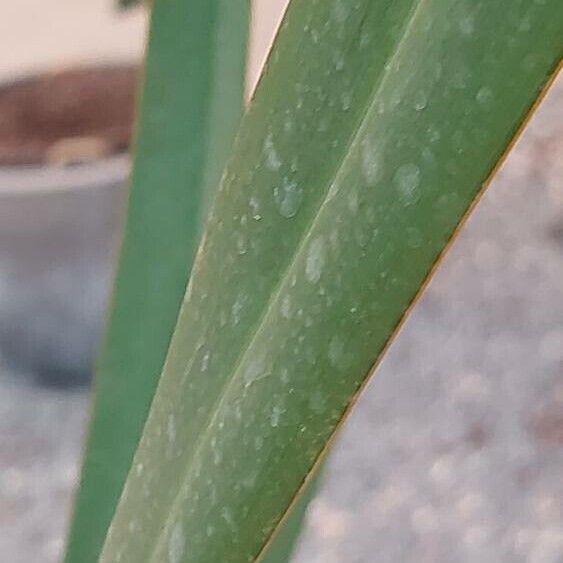 Phormium tenax Blad