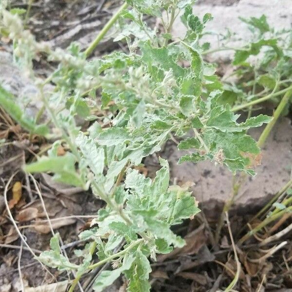 Atriplex tatarica 葉