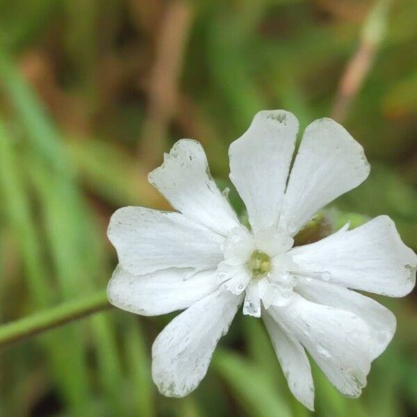 Silene dichotoma Blomma