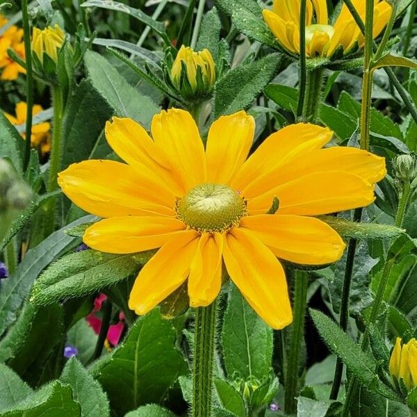 Rudbeckia hirta Çiçek