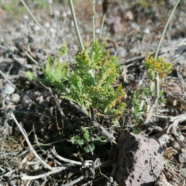 Lavandula multifida Lehti