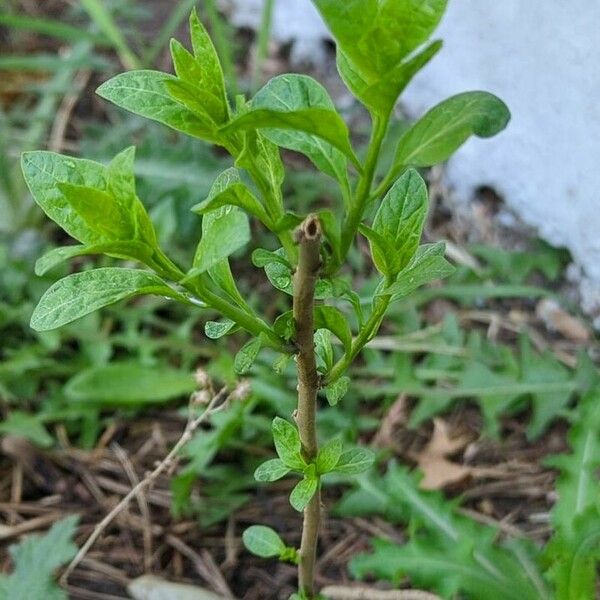 Lycianthes rantonnetii Fuelha