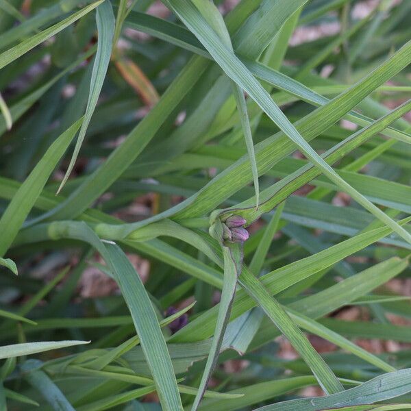 Tradescantia ohiensis Blatt