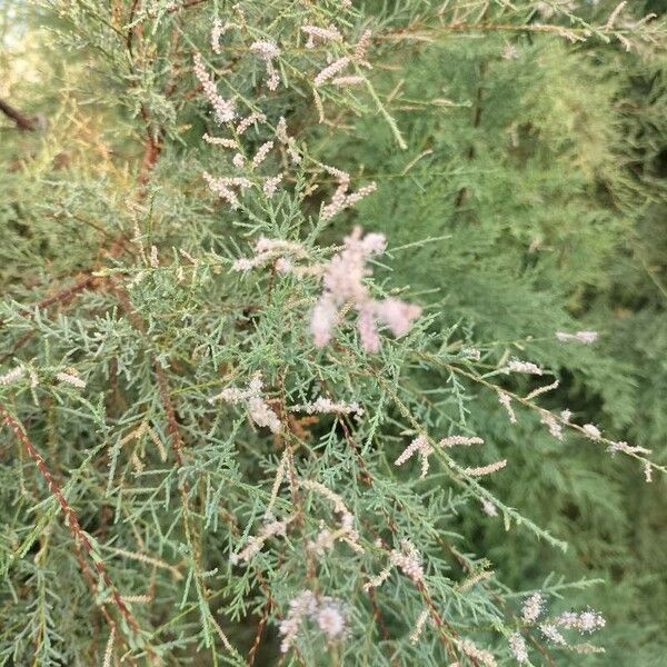 Tamarix gallica Flor