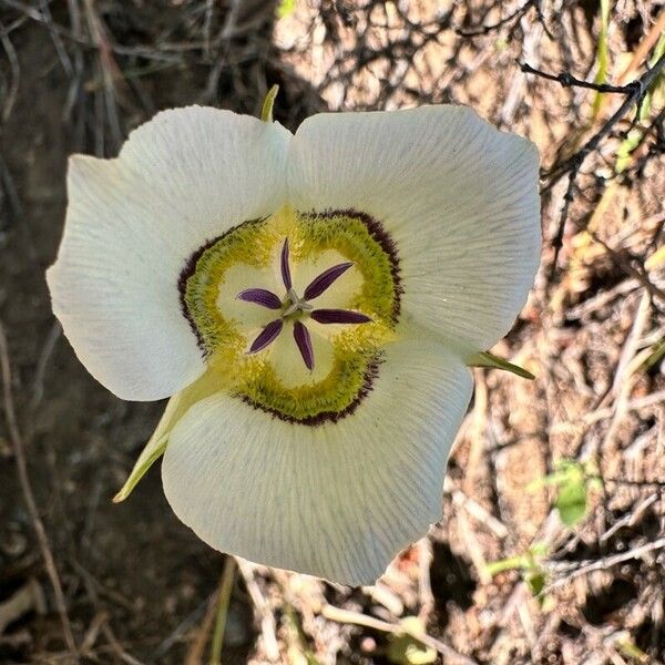 Calochortus gunnisonii Flower