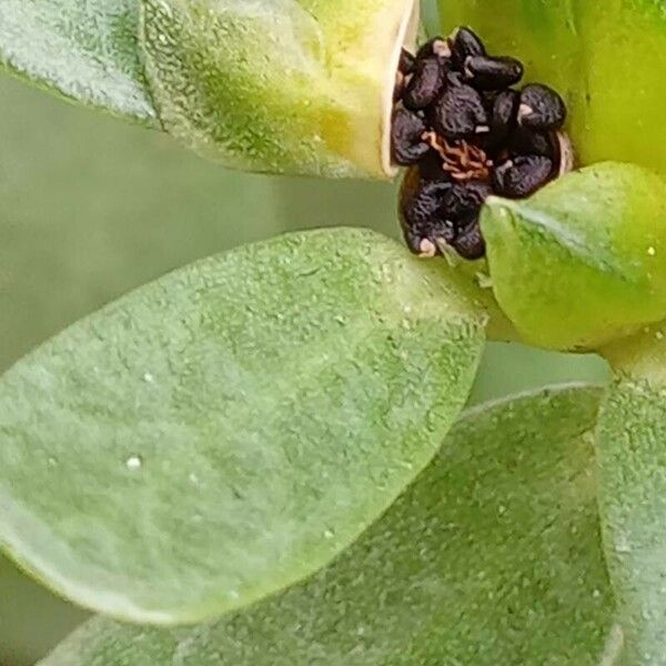 Portulaca oleracea Fruit