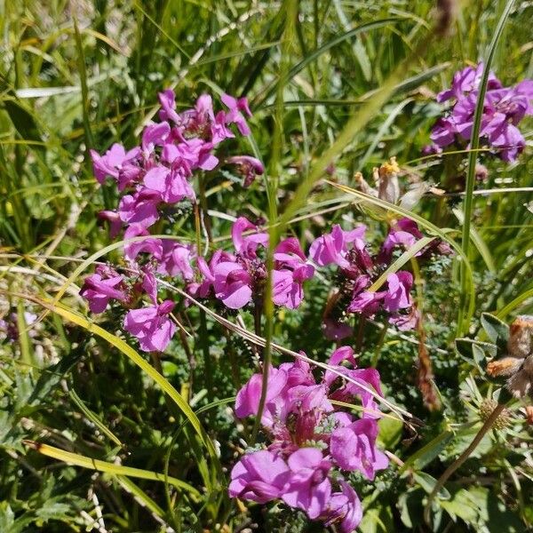 Pedicularis rostratocapitata Fleur