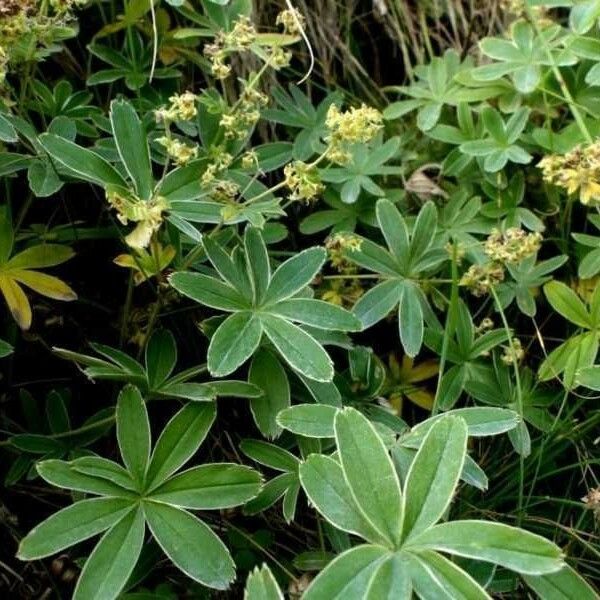 Alchemilla pallens Blatt