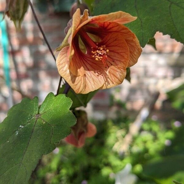 Callianthe picta Flower