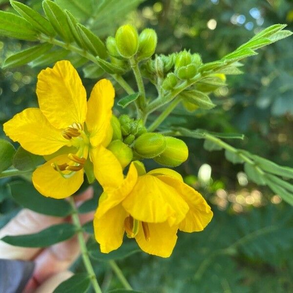 Senna multiglandulosa Blomma