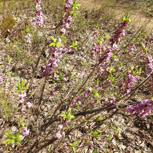 Daphne mezereum Foglia