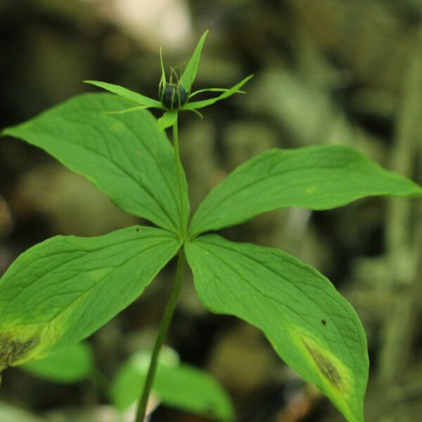 Paris quadrifolia পাতা