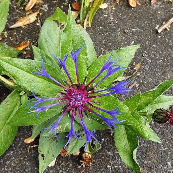 Centaurea triumfettii Blüte