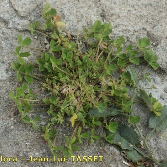 Trifolium suffocatum Hàbitat