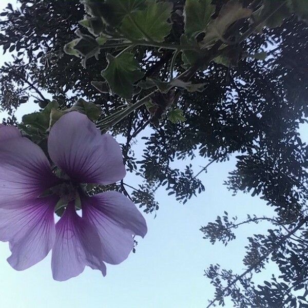 Malva subovata Flor