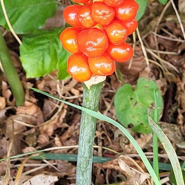 Arum cylindraceum 果実