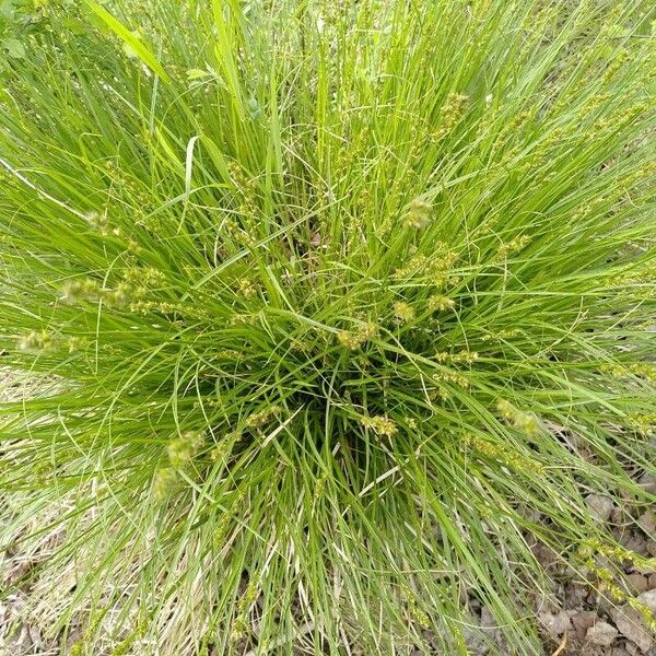 Carex elongata Habit