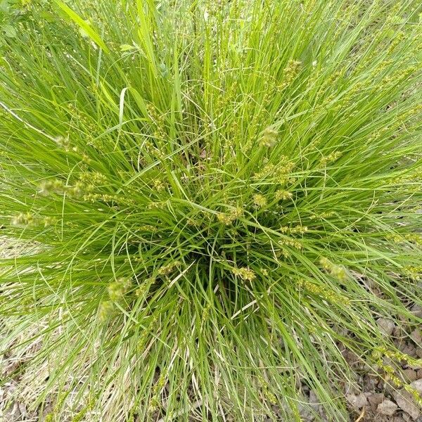 Carex elongata موطن