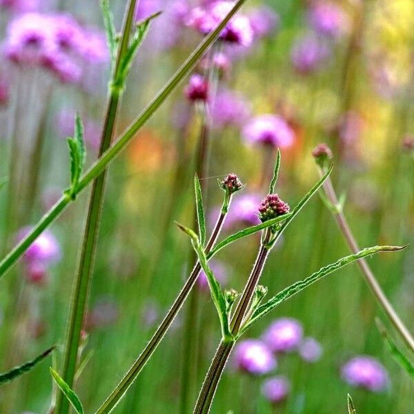 Verbena bonariensis Deilen