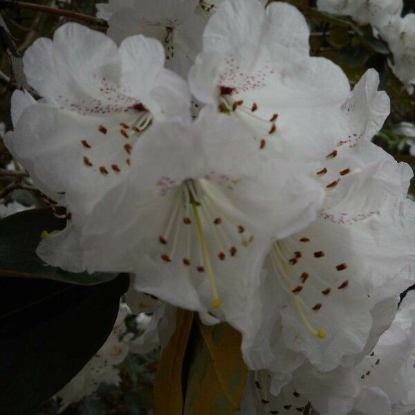 Rhododendron campanulatum Flower