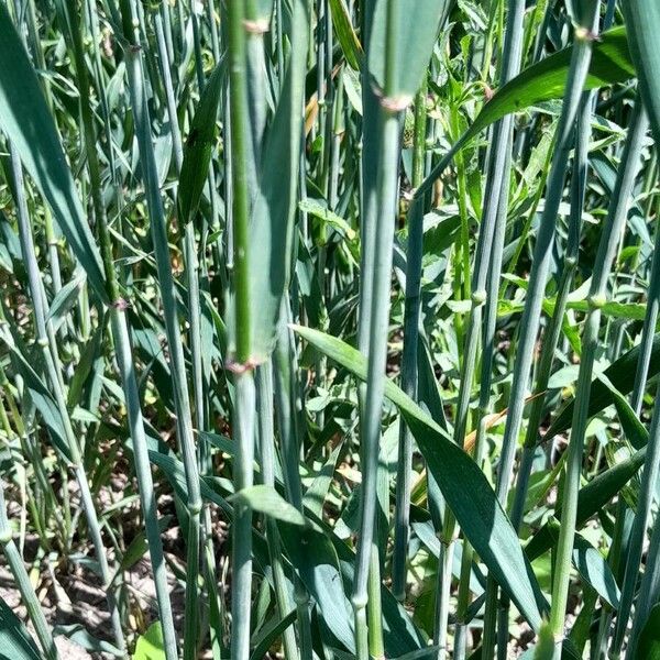 Triticum aestivum Кора