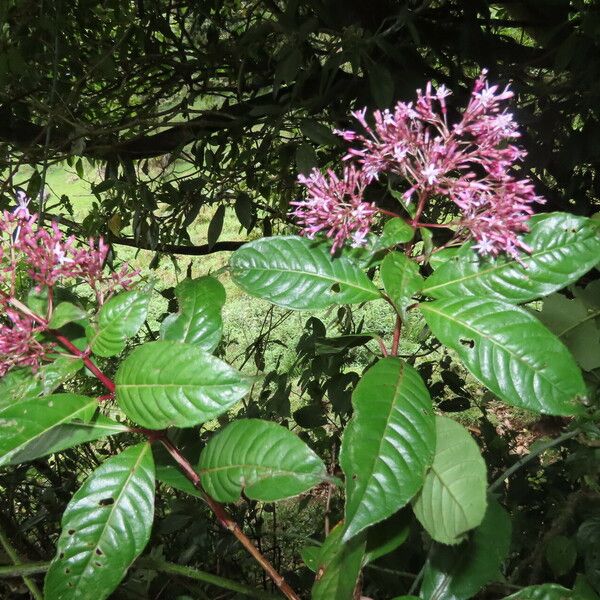 Fuchsia paniculata Blad